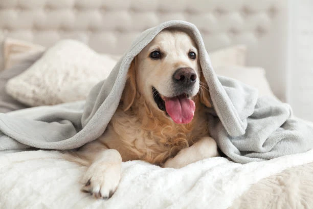 Acomodações para pets em Curitiba