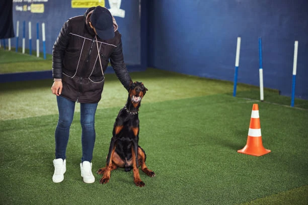 Adestrador de cães preço