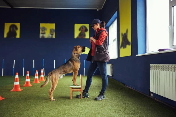 Adestrador de cão