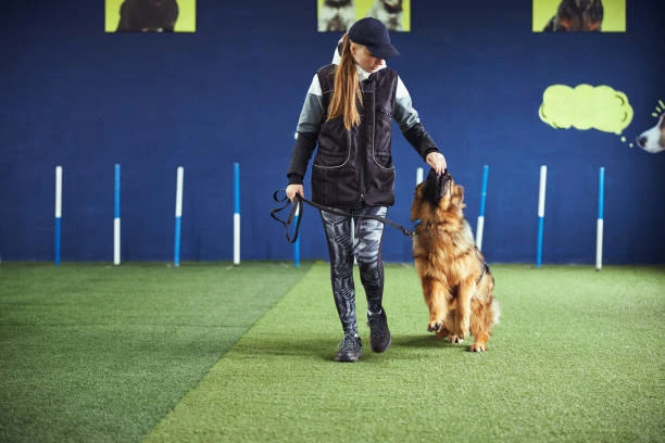Adestrador de cão em Curitiba
