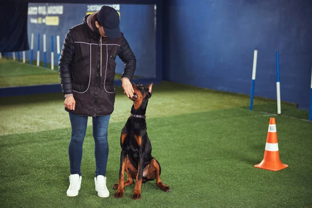 Adestramento de cães em Curitiba