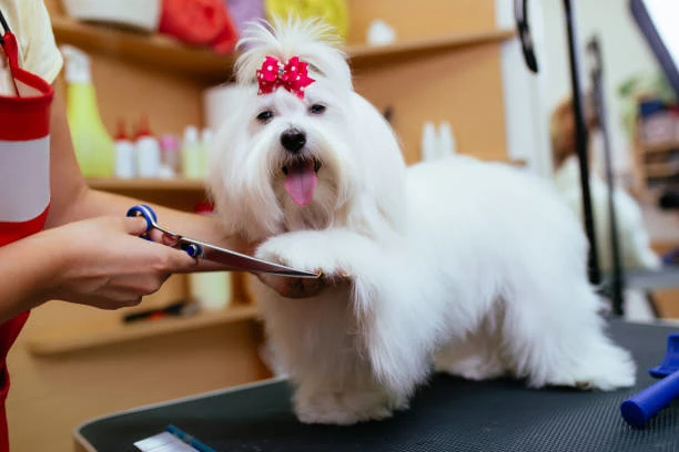 Banho a seco em cachorro em Curitiba