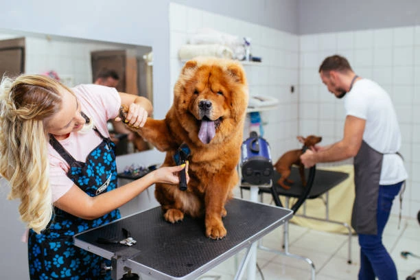 Banho e tosa para cachorro grande