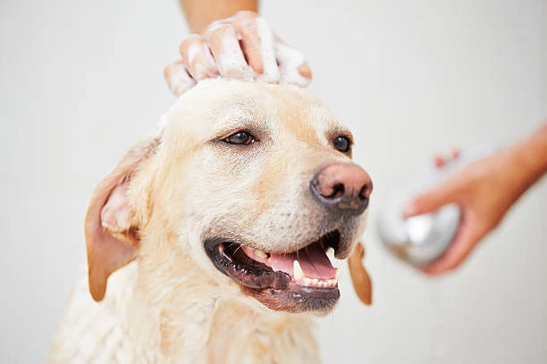 Banho e tosa para cachorro pequeno