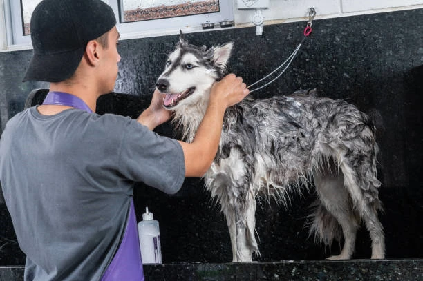 Banho e tosa para cães