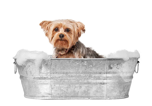 Banho e tosa pet-friendly