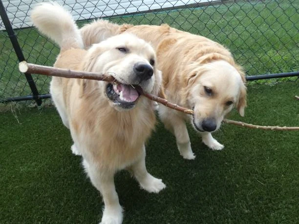 Creche e adestramento para cães
