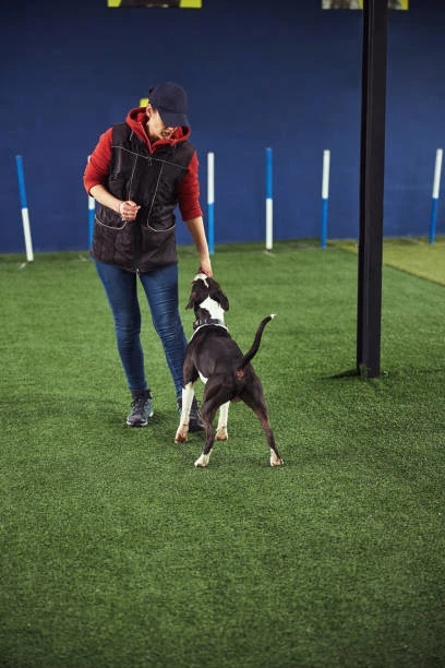 Creche e adestramento para cães em Curitiba