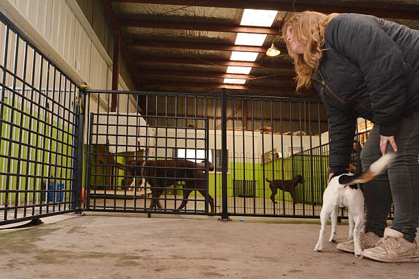 Creche para animais de pequeno porte