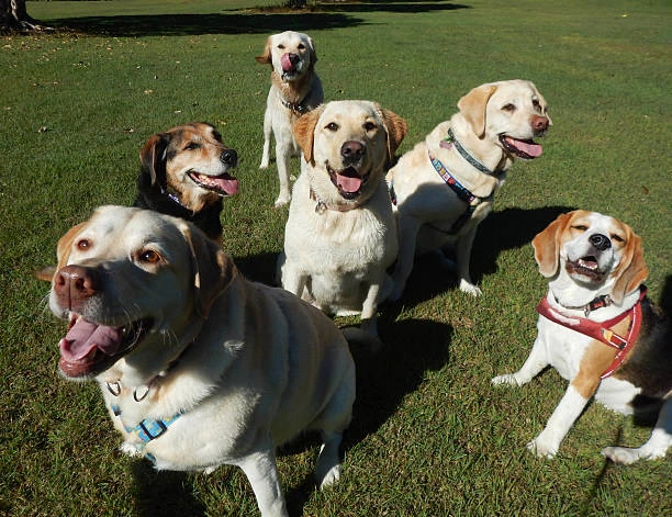 Creche com atividades para pets em Curitiba