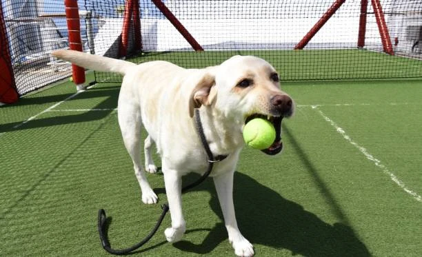 Creche para cachorro no Ahú