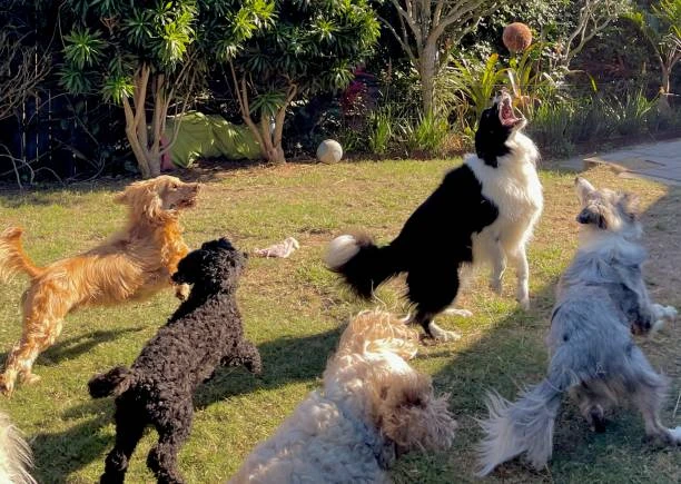 Creche para cachorro no Juvevê
