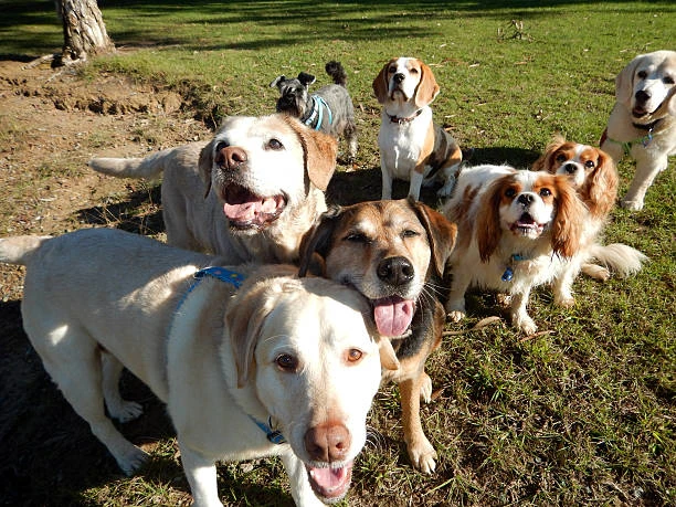 Imagem ilustrativa de Creche para cachorros em Curitiba