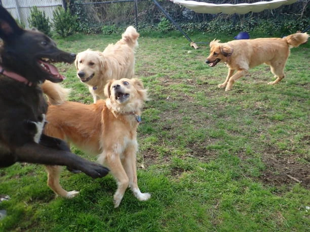 Creche para cachorros no Ahú