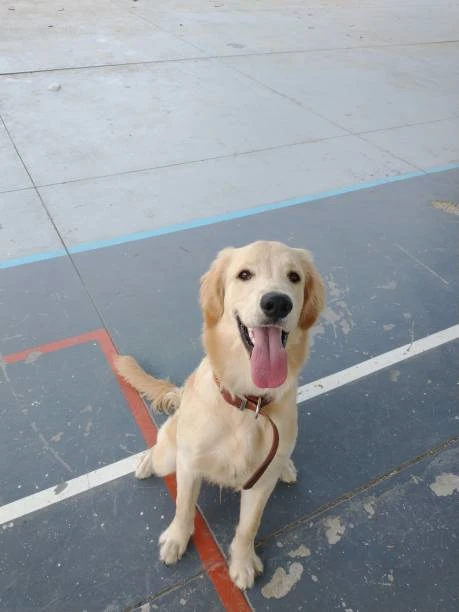 Creche para cachorros perto de mim