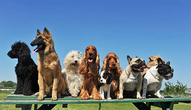 Imagem ilustrativa de Creche para cachorros preço