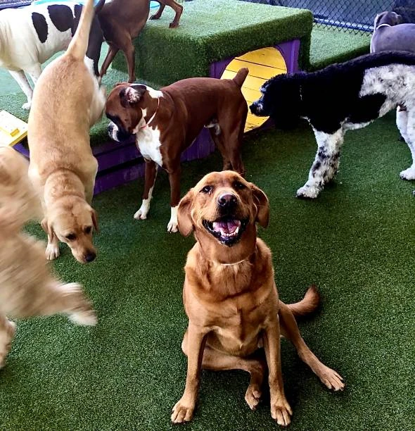 Creche para cães com socialização