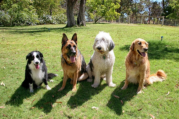 Hospedagem para pet no Juvevê