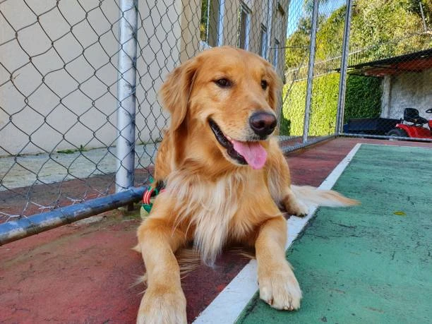 Hotéis para cachorro no Juvevê