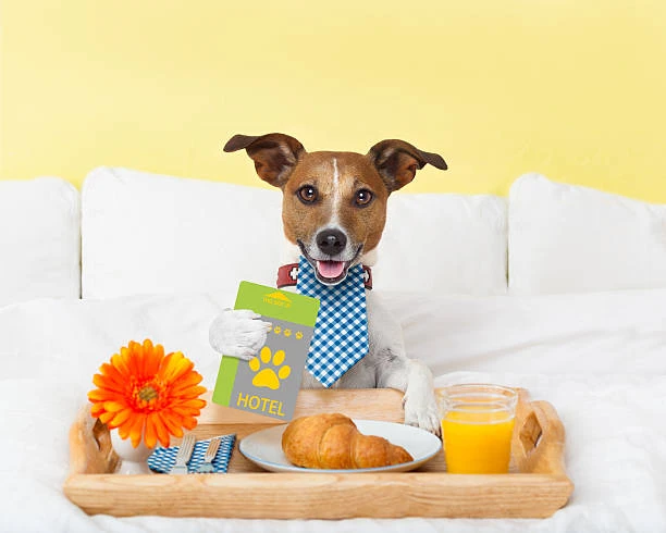 Imagem ilustrativa de Hotel para cachorros