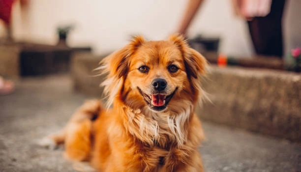 Hotel para cães mais próximo