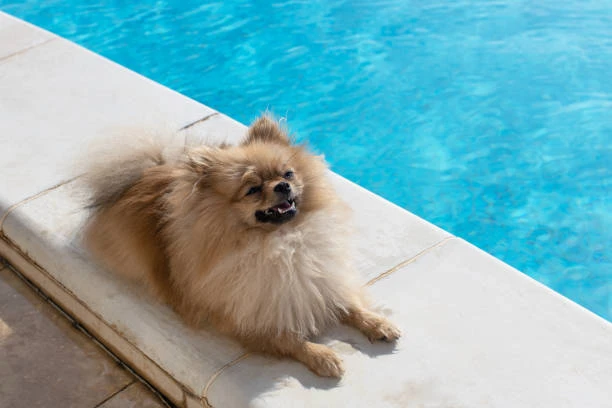 Hotel para cães mais próximo em Curitiba