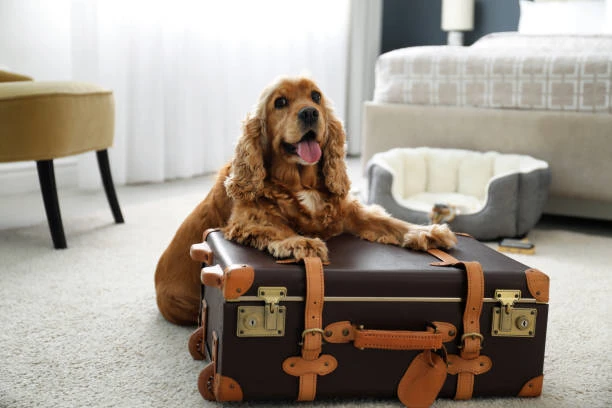 Hotel para cães mais próximo no Ahú