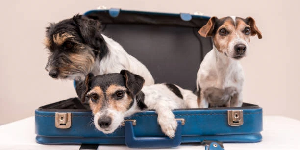 Hotel para cães mais próximo no Juvevê