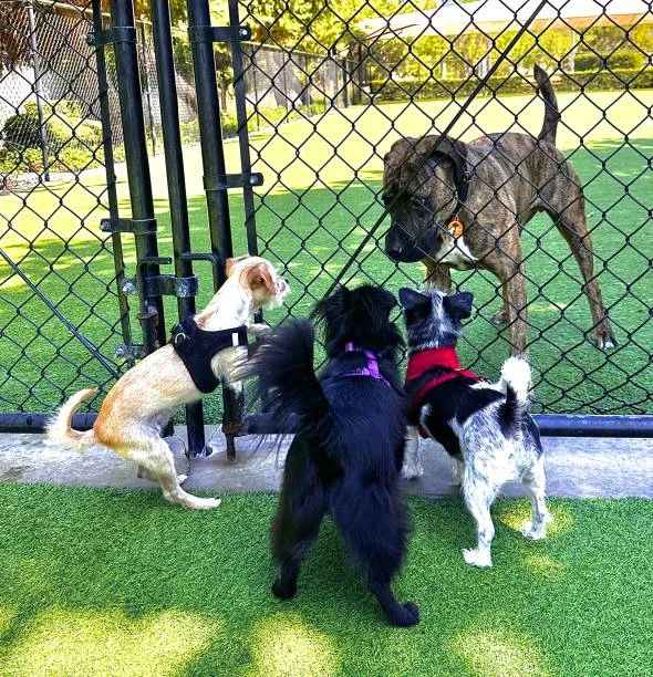 Hotel para dog no Ahú