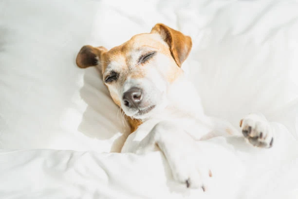 Imagem ilustrativa de Hotelzinho para cachorros