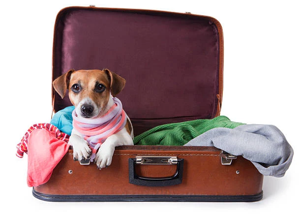 Hotelzinho para cachorros no Juvevê