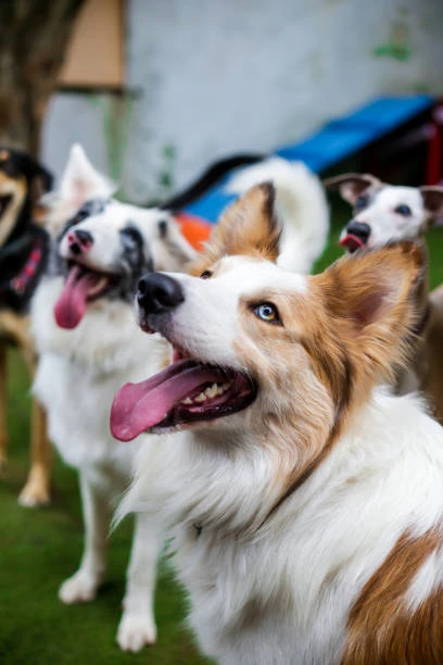 Pousada para pets