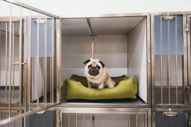 Pousada para pets em Bigorrilho