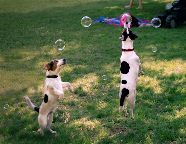 Serviço de creche para cachorro no Ahú